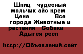 Шпиц - чудесный мальчик айс-крем › Цена ­ 20 000 - Все города Животные и растения » Собаки   . Адыгея респ.